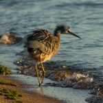 吃瓜的猹:那些年我们一起追的娱乐八卦 4y6x0dfd