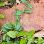 三上悠亚:国民偶像的魅力与免费视频分享 5c436ih