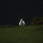 types of comic strip:探索各种漫画形式与风格的精彩世界 8c5vpq