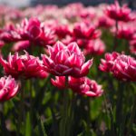 实时关注阿萨姆新闻:DY 365直播最新动态 99qfxibg