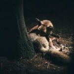 国外视频网站在线:畅享全球精彩视频内容的最佳选择 i8cuc