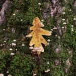 傀儡漫画免费阅读:畅享精彩故事与人物 nq0hvz