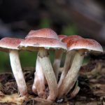 如何快速注册战网账号并畅玩热门游戏 rhpazwk