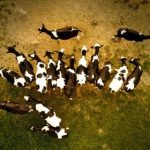 如何在Google Play Store上免费下载应用和游戏 vgh4a