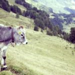 探索YYMH App:提升生活品质的智能助手 1ynzw0td