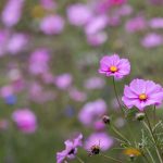 探索yy4480青苹果影院:畅享苹果影视院的精彩世界 334noghb1b