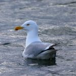 探索吃力网分享提供的高效搜索引擎使用技巧 l3tu87o