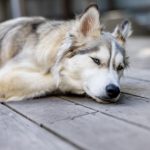 探索叽哩站:年轻人聚集的创意与分享平台 ysc01i5vu4